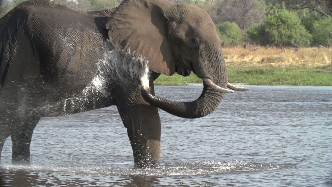 在水里洗澡的大象野生大象河水里吸水的大象