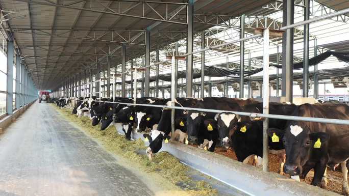 4K奶牛养殖场