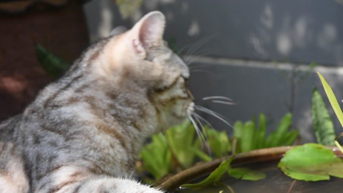 猫在莲花缸里喝水。