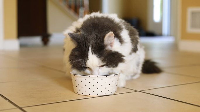 可爱的小猫花猫吃猫粮饲养