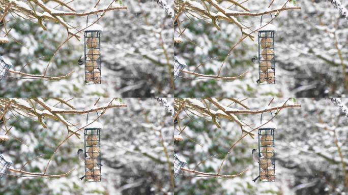 冬季雪中的鸟食器。