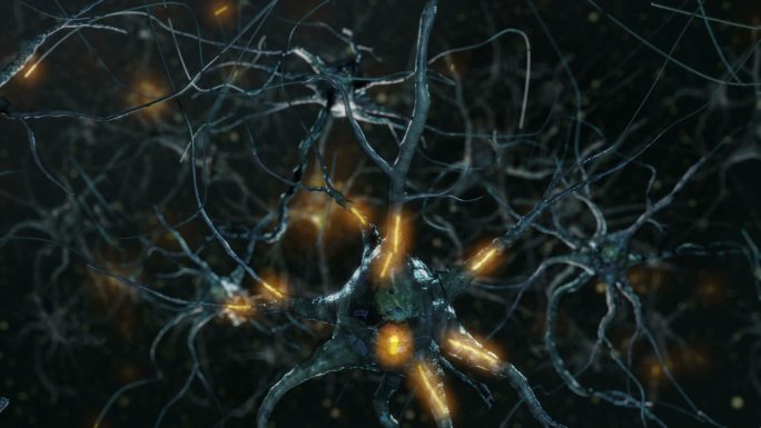 神经元细胞，突触