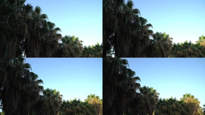 热带棕榈树和海岸的风