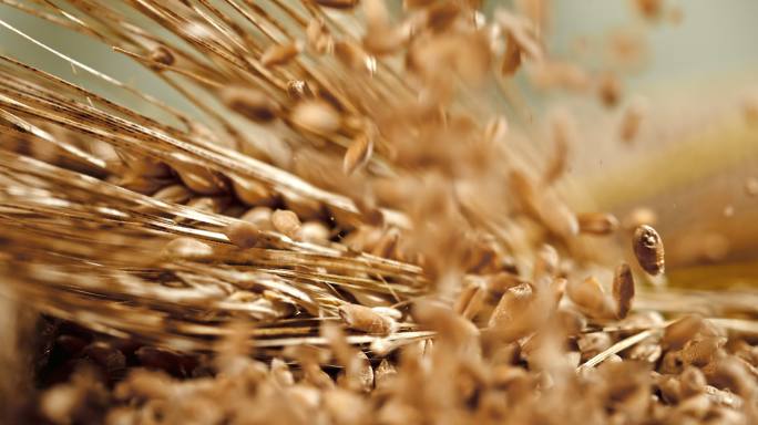 小麦落在小麦穗上的超慢速特写镜头。