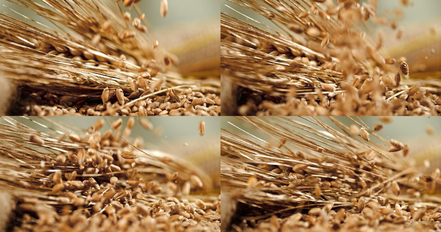 小麦落在小麦穗上的超慢速特写镜头。