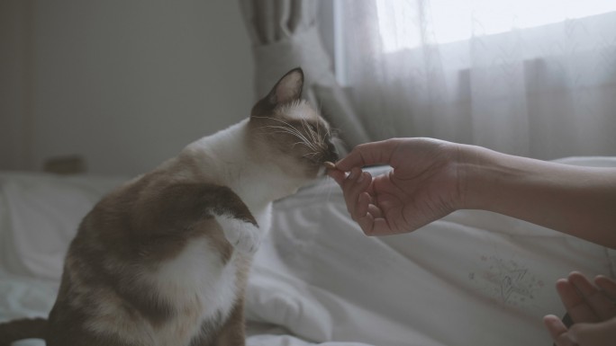 主人在卧室抚摸并喂食小猫