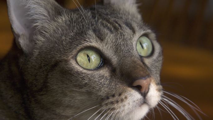 棕色条纹猫眼