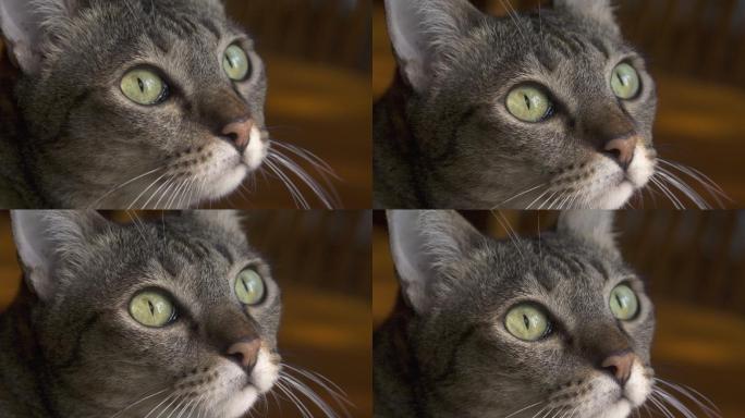 棕色条纹猫眼