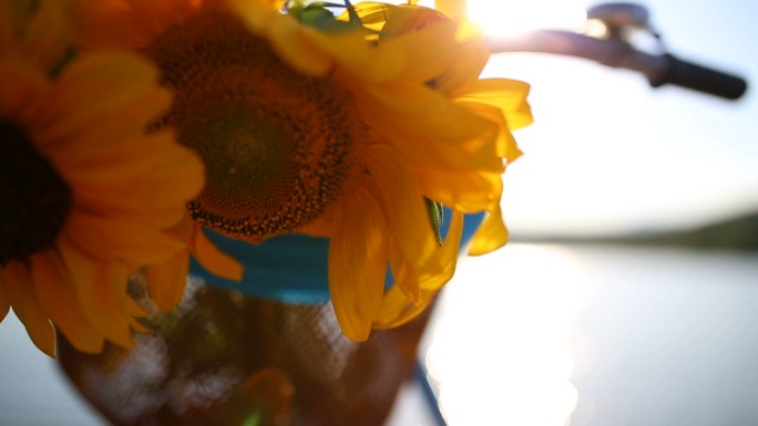 自行车篮子上美丽的向日葵