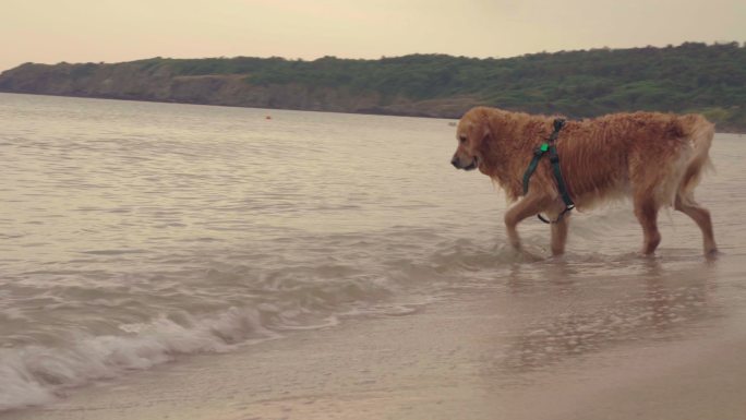 海滩上玩耍的金色猎犬