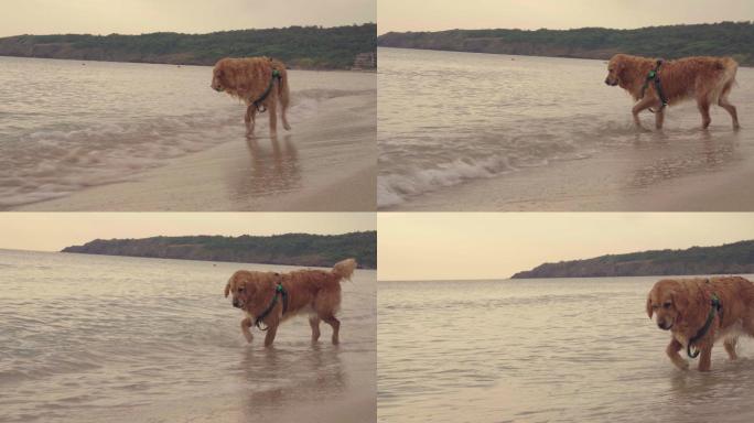 海滩上玩耍的金色猎犬