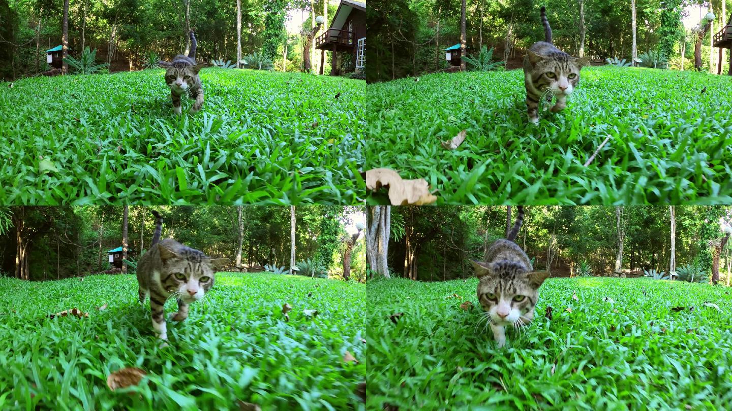 猫在绿色的草地上行走