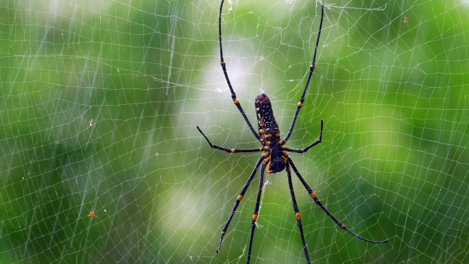 雨天森林里的蜘蛛，蜘蛛网