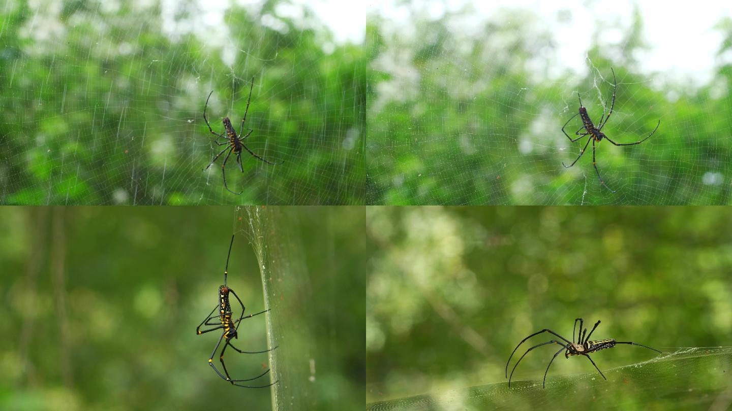 雨天森林里的蜘蛛，蜘蛛网