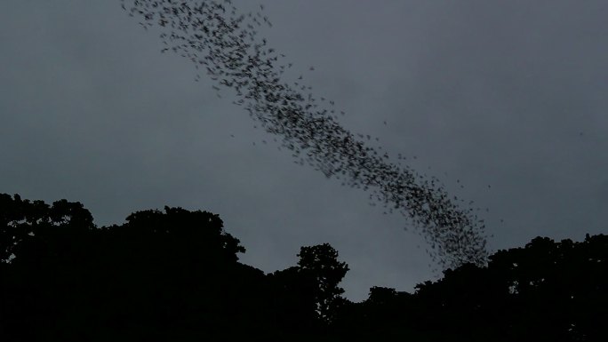 蝙蝠从山洞里飞出来