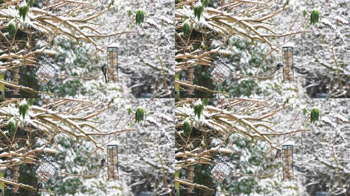 冬季雪中的鸟食器。长尾山雀。