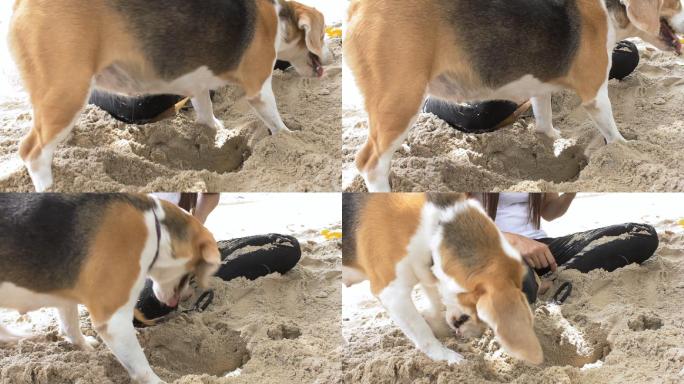 狗在海滩上挖洞