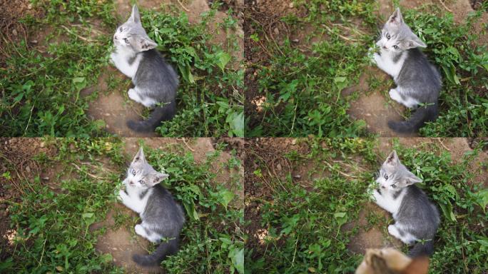 草地上嬉戏的流浪小猫