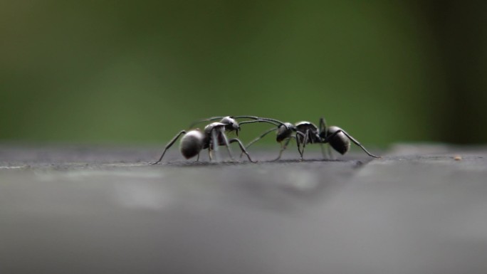 两只黑蚁搏斗的场景