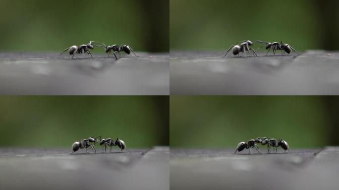 两只黑蚁搏斗的场景