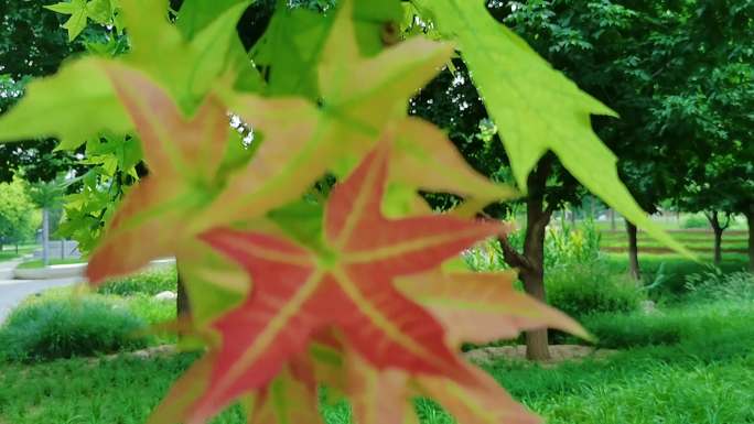秋天开始变色的枫叶高清素材视频