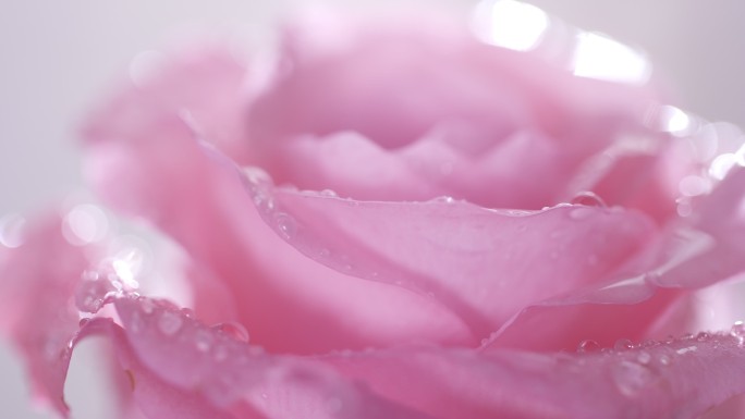一朵粉色玫瑰花旋转视频素材