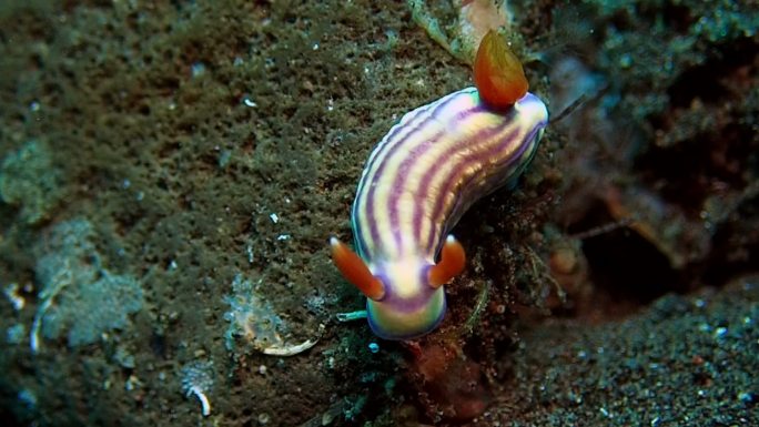 裸鳃动物海蛞蝓