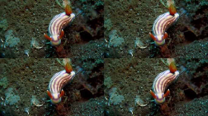 裸鳃动物海蛞蝓