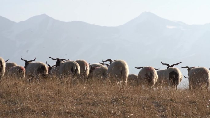 羊群牦牛群实拍