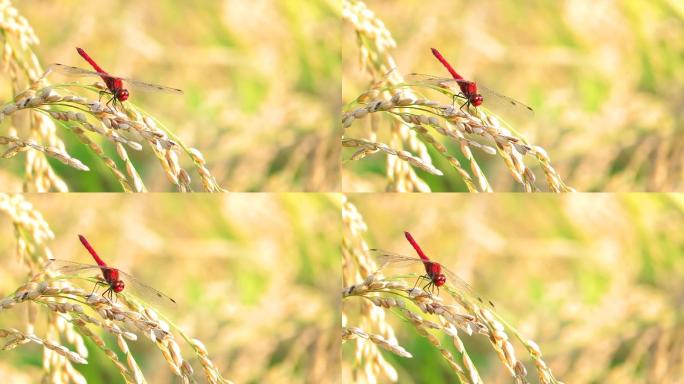 红蜻蜓稻谷丰收农耕