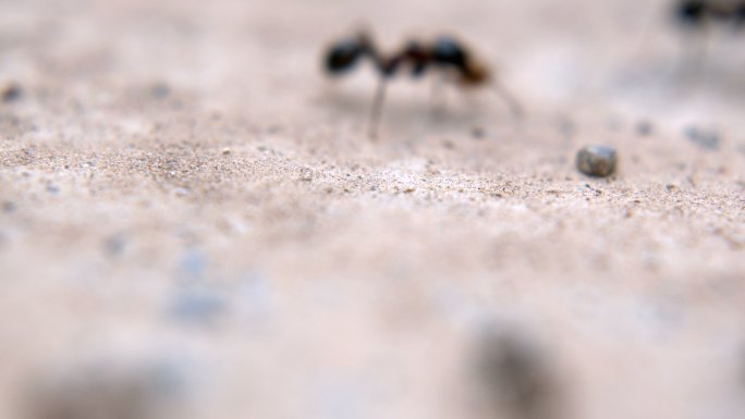 石头地上行走的蚂蚁