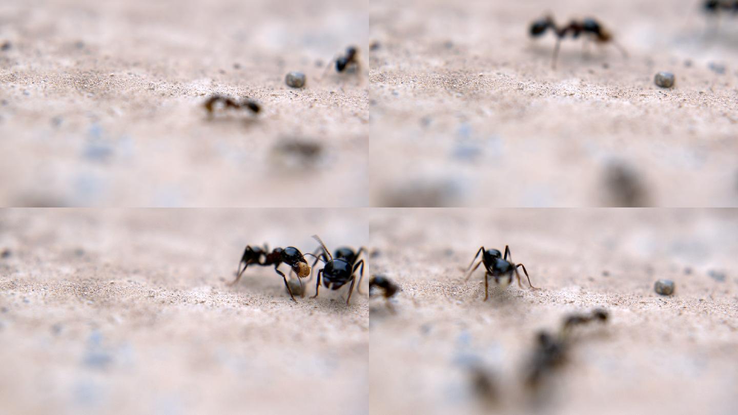 石头地上行走的蚂蚁