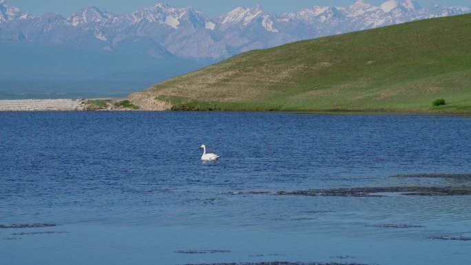 中国新疆伊犁巴音布鲁克天鹅湖