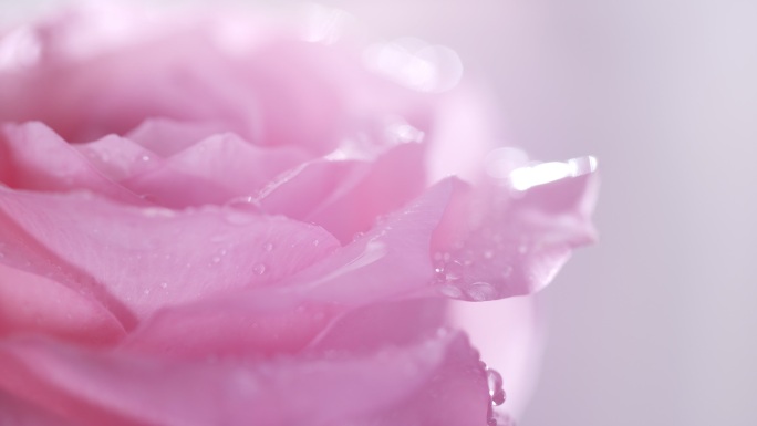 一朵玫瑰花旋转特写，花瓣水珠