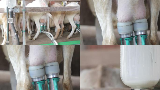 奶牛场用自动挤奶机挤奶