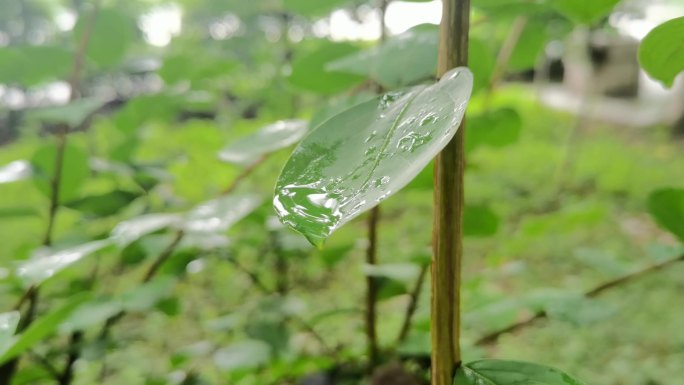 公园雨后小树叶雨滴