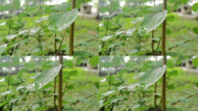 公园雨后小树叶雨滴