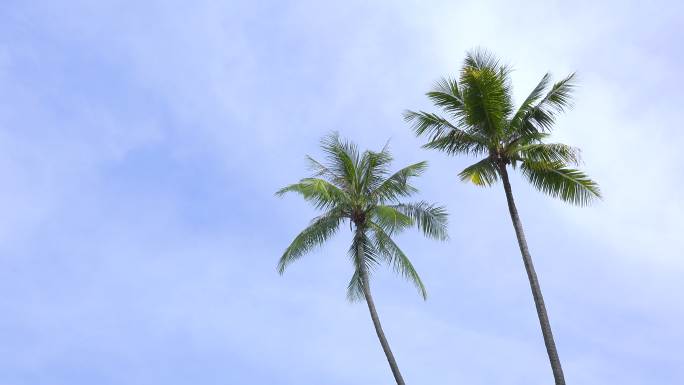 棕榈树和蓝天海滩棕榈树海南风光海岛风情