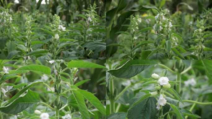 芝麻开花