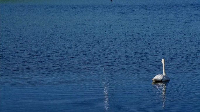 中国新疆伊犁巴音布鲁克的天鹅