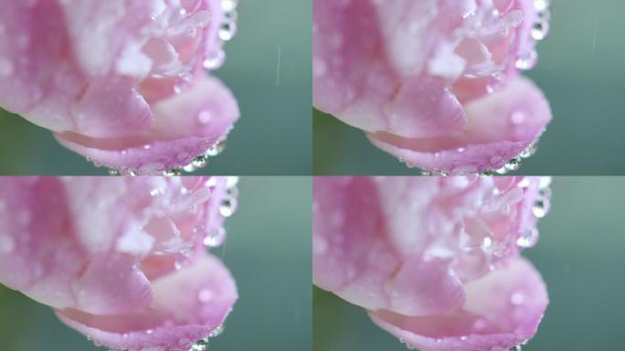 水滴从芍药花瓣上滴落
