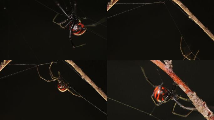 黑寡妇蜘蛛昆虫黑夜夜晚