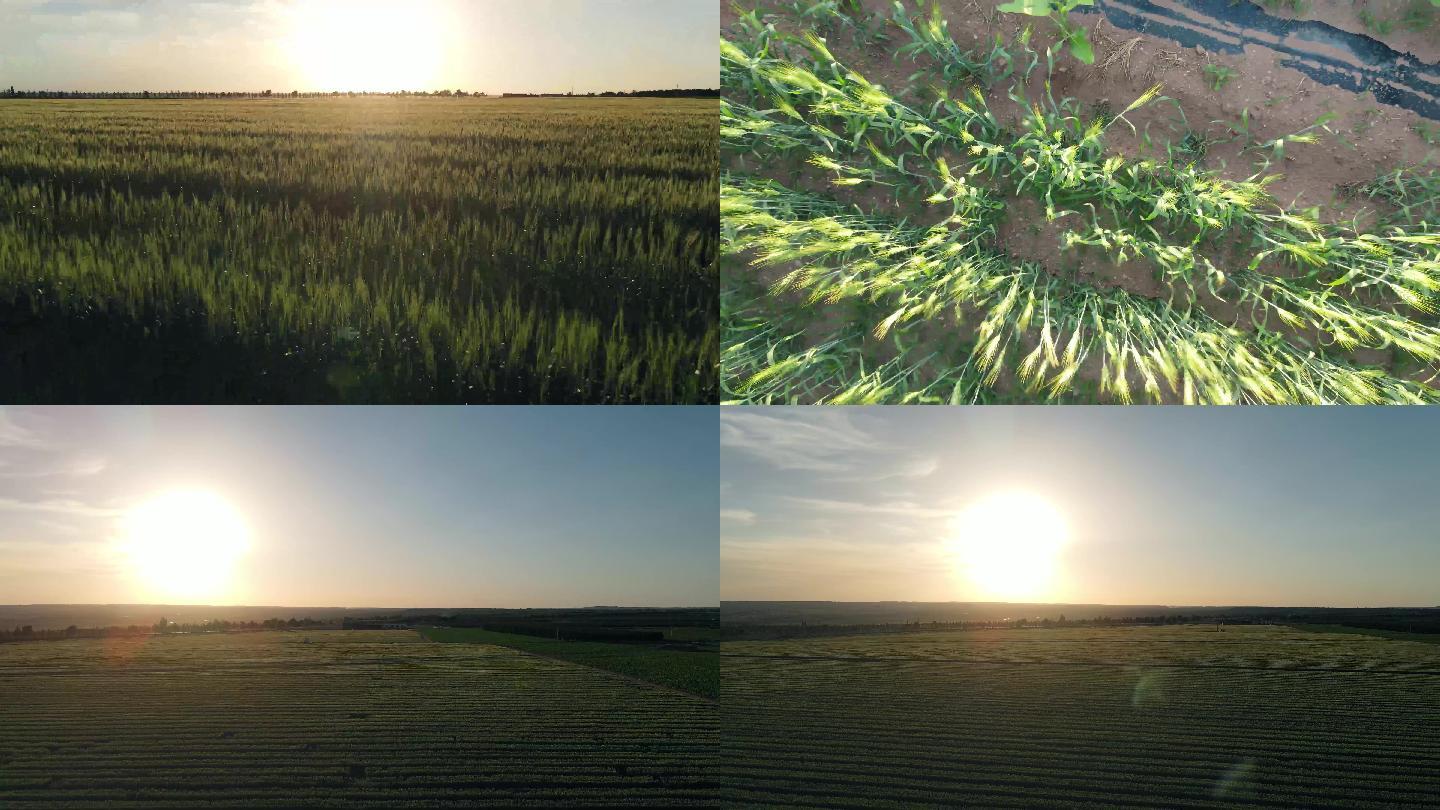 夕阳下的绿色麦田农业发展