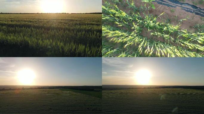 夕阳下的绿色麦田农业发展