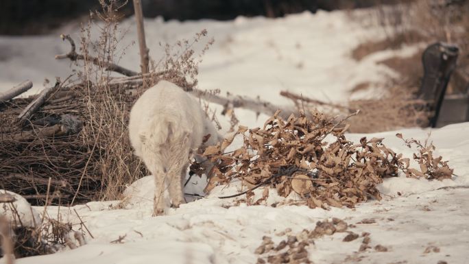 冬天农村羊吃草