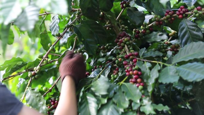 工人们在摘阿拉比卡咖啡浆果。