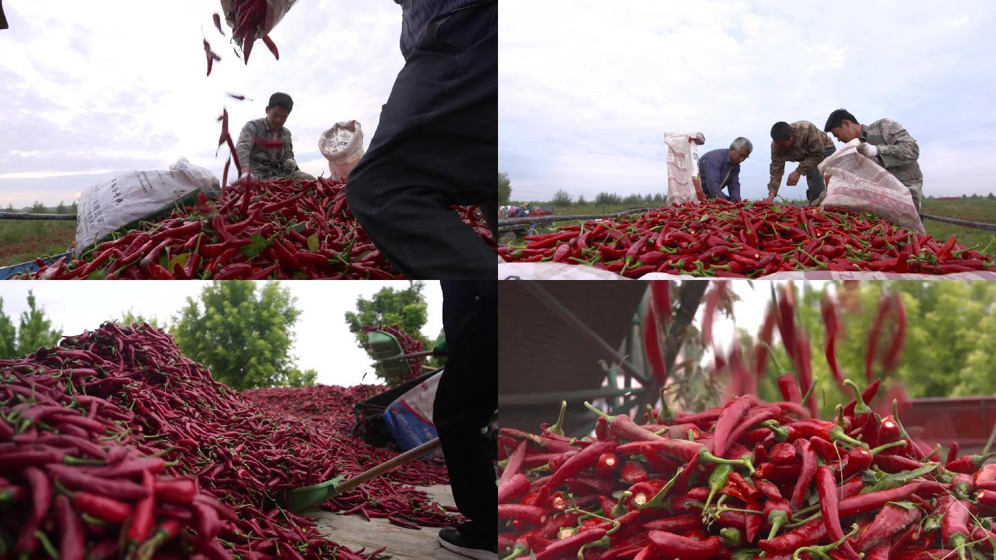 农民采集红辣椒升格