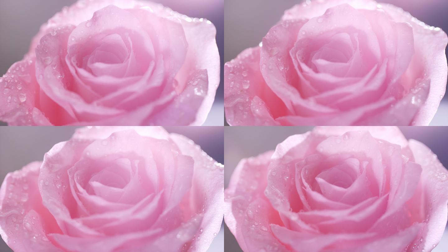 唯美清新粉色玫瑰花旋转特写视频
