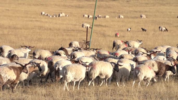 秋天牧场羊群实拍