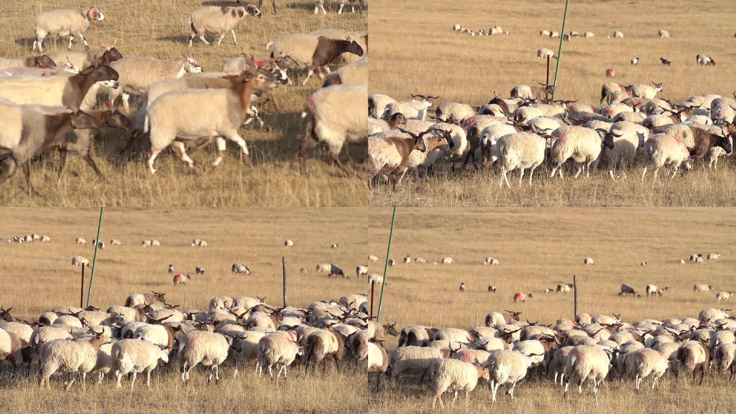 秋天牧场羊群实拍